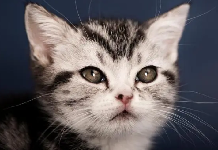 教你如何给猫咪选择猫粮,快来看看吧 教你如何给猫咪选择猫粮,快来看看吧