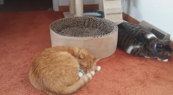 如何让猫进猫窝