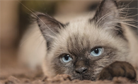 猫咪维生素片需要每天吃吗