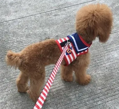 如何训练狗狗牵狗绳