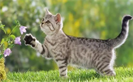 猫咪肠炎的症状及治疗