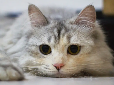 猫尿带血块是什么原因造成的