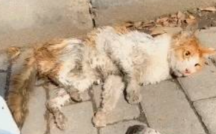 遇到被车压了的流浪猫，躺地上奄奄一息，想救它却不知该怎么做