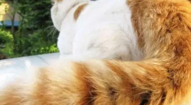 猫咪油尾巴怎么清洗 猫咪油尾巴怎么清洗