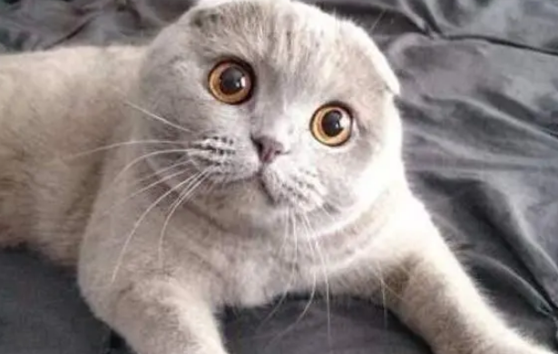 猫咪需要猫窝,买不买并不是价钱的问题 猫咪需要猫窝,买不买并不是价钱的问题