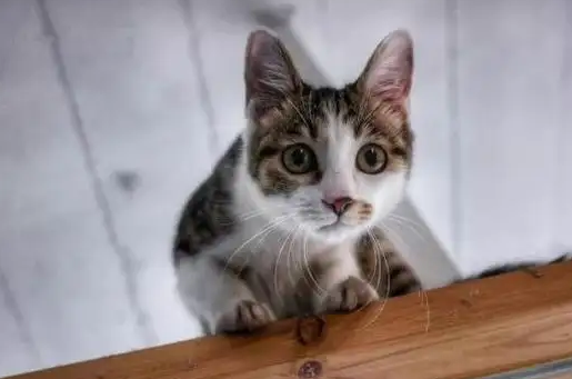 猫是色盲动物吗为什么