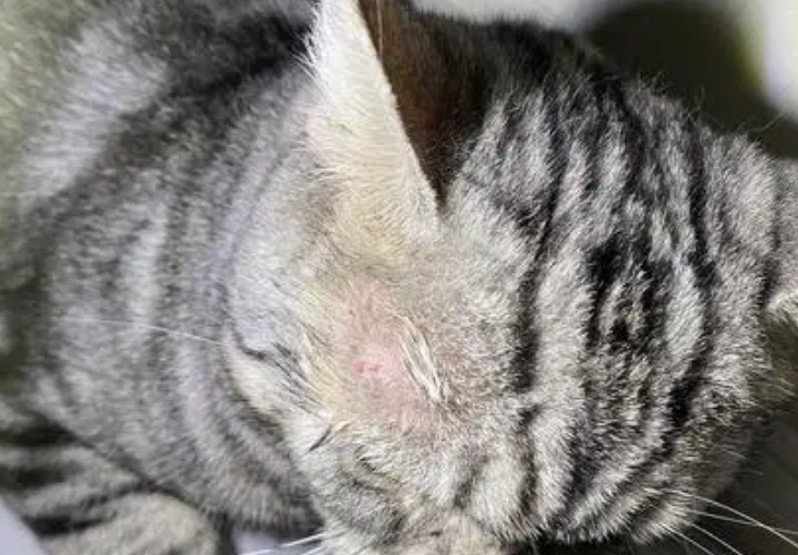幼猫猫癣用什么药效果最好