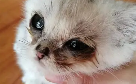 猫鼻子流血一直打喷嚏怎么回事 猫鼻子流血一直打喷嚏怎么回事
