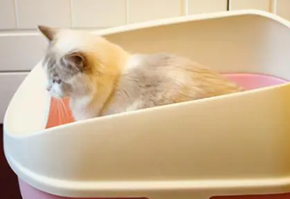 猫为什么会用猫砂盆