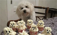 狗可以吃蛋糕吗