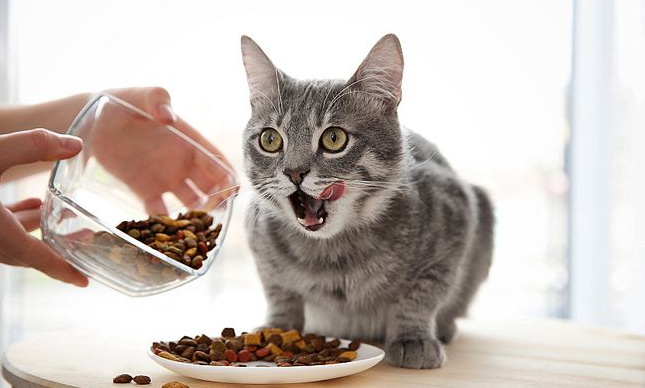 猫可以吃什么零食的