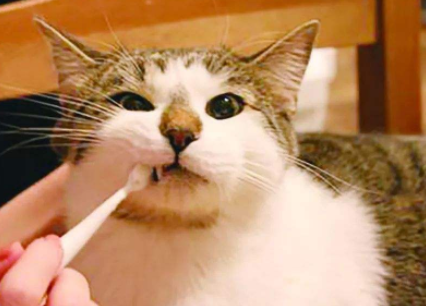 猫咪口臭怎么办该怎样消除