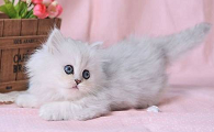 猫吃猫粮拉稀是什么原因引起的