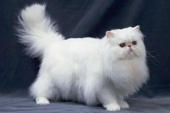 波斯猫价格多少钱一只白色