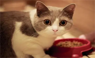 两个月的猫大概多少斤