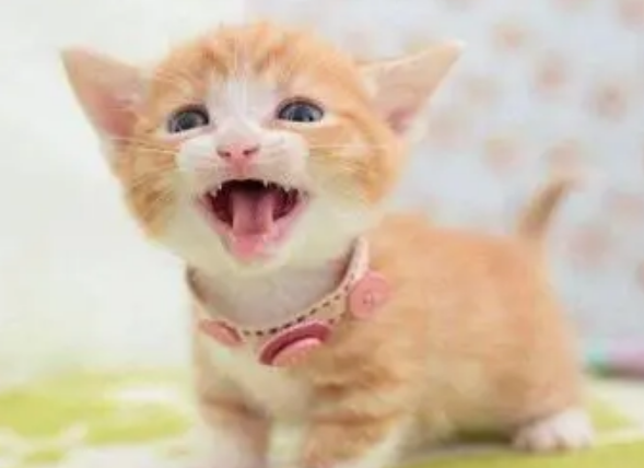 小猫几个月断奶