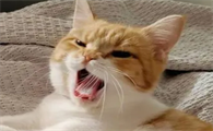 正常的猫嘴巴有味道吗