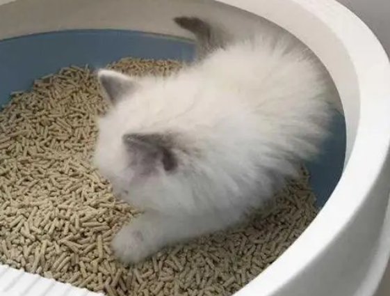猫咪软便怎么办