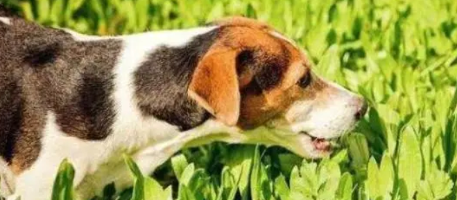 狗狗为啥要吃草
