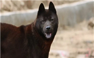 五黑犬有什么讲究