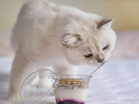 猫咪能不能喝酸奶