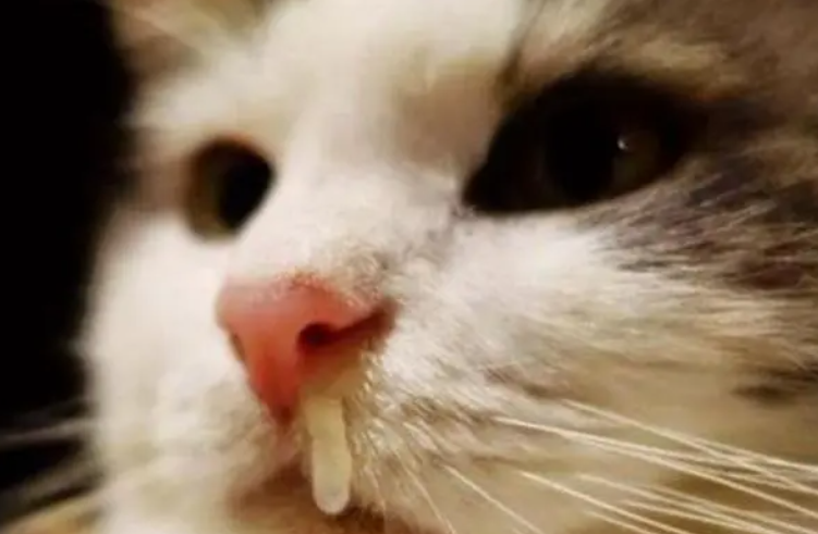 猫流浓鼻涕吃什么药好 猫流浓鼻涕吃什么药好