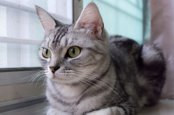 美短吃啥猫粮好