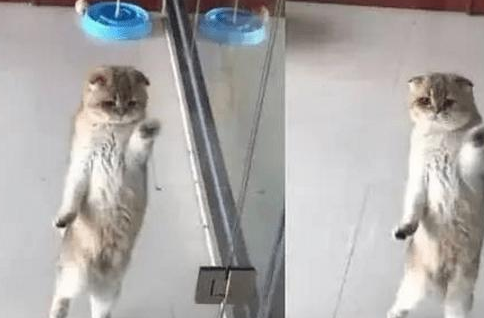 出门忘记把猫咪关笼子里，回到家被笑喷了