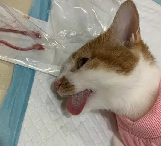 母猫绝育要怎么做手术