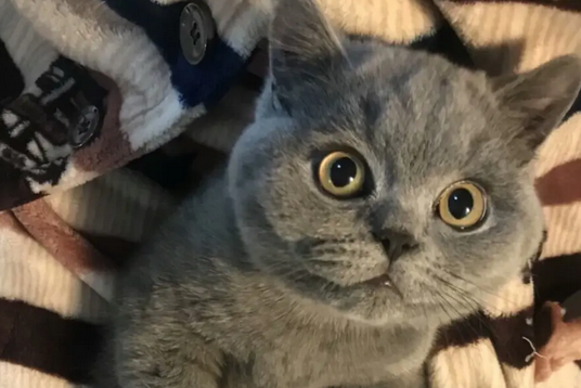 每日一问,为什么蓝猫的毛发白? 每日一问,为什么蓝猫的毛发白?