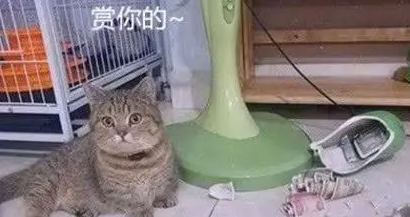 2只宠物猫打碎花瓶，铲屎官准备揍猫时看到花瓶里东西，突然笑了