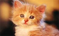 刚出生的小猫拉稀是什么原因造成的