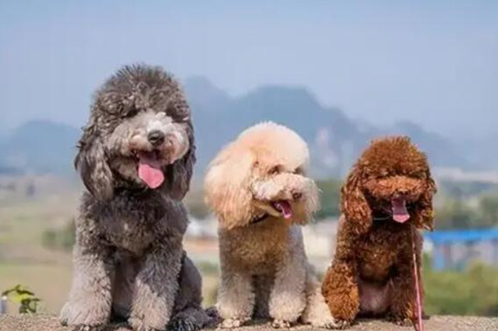 英国老式贵宾犬价格