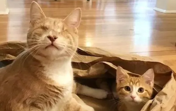 孝顺的橘猫兄弟,带自己失明的母亲回家吃饭 孝顺的橘猫兄弟,带自己失明的母亲回家吃饭