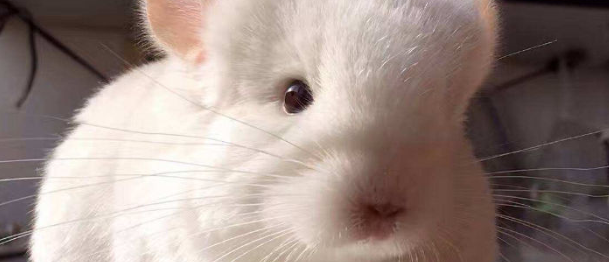 养龙猫的好处与弊端 养龙猫的好处与弊端