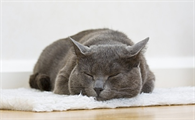 有猫瘟的猫有什么症状