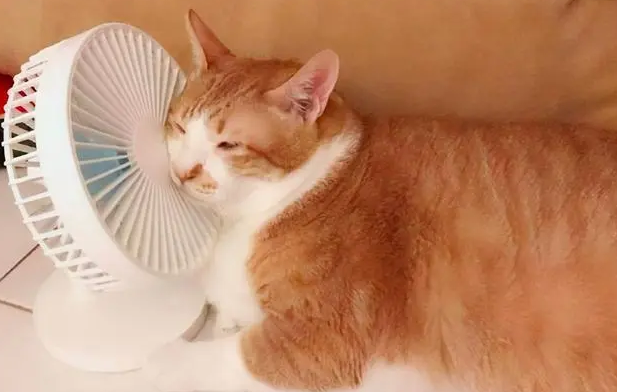 猫咪夏天怕热吗