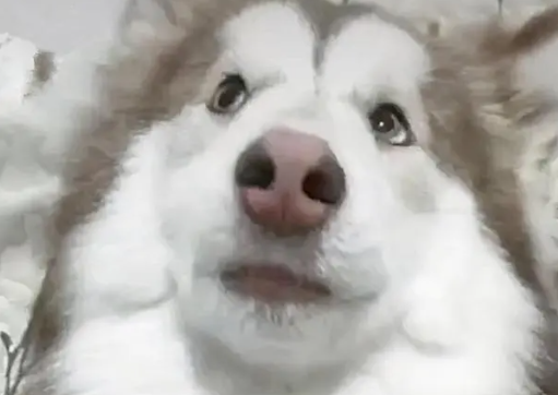 狗狗跑丢了，在烟囱发现它，跟黑熊似的