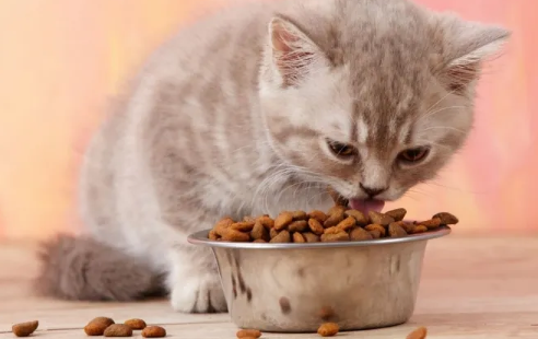 猫多久换一次猫粮比较好