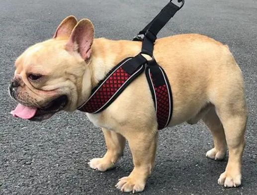 狗狗牵引绳什么牌子好