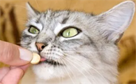 小猫体内驱虫多大开始好
