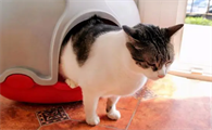 猫咪便血是什么原因导致的呢