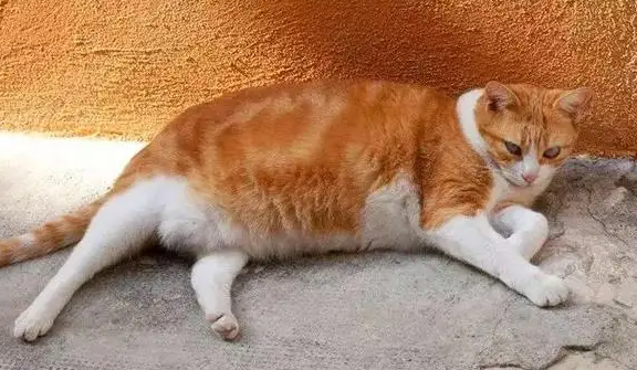 小猫咪肚子很大,不要以为怀孕了 小猫咪肚子很大,不要以为怀孕了
