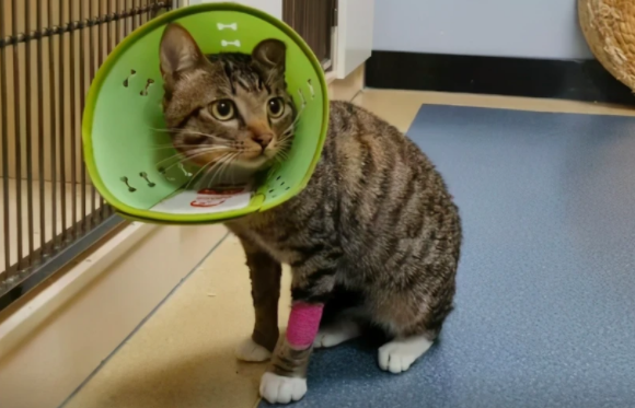 流浪猫被拉去做了绝育,猫:淡淡的忧伤! 流浪猫被拉去做了绝育,猫:淡淡的忧伤!