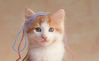 猫为什么会一直叫个不停