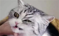 五个月猫咪口臭怎么办