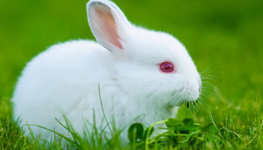 中国白兔可以长多重，感兴趣的来了解一下