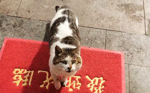 流浪猫,偶遇落单小猫,它们成为彼此依靠 流浪猫,偶遇落单小猫,它们成为彼此依靠