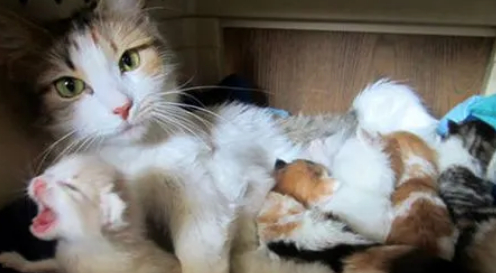猫生完小猫吐了怎么办啊 猫生完小猫吐了怎么办啊