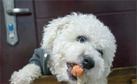 比熊吃什么狗粮